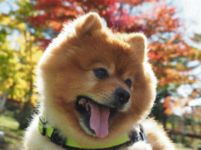 看板犬は13kと6kの巨大ポメラニアン！