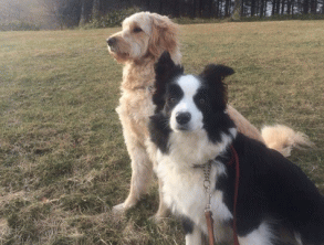 看板犬