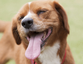 看板犬