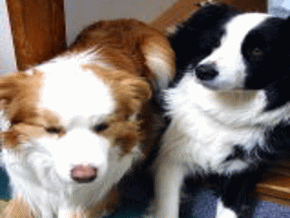 看板犬