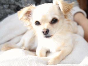 看板犬