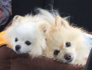 看板犬