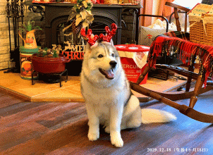看板犬