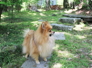 看板犬がお出迎え！