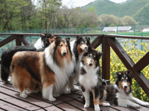 看板犬