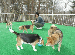 ドッグラン