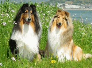 看板犬