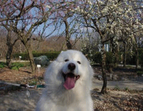 看板犬サモエド♀