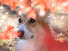 看板犬