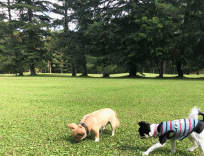 ドッグラン