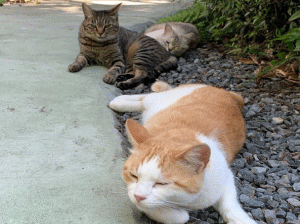 看板犬のあかりちゃん、看板猫のラク・チロル・チョコ