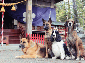 看板犬のｼｪﾊﾟｰﾄ（ビリー♂）・ﾌﾟﾛｯﾄﾊｳﾝﾄﾞ（ロビン♂）・英ｺｯｶｰ（ジェームズ♂）