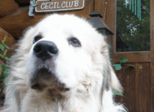 看板犬