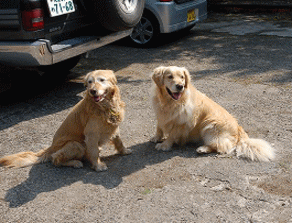 看板犬