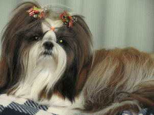 看板犬