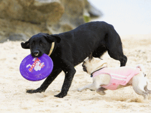 愛犬との最高の思い出づくりのできる大自然