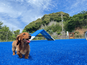 人工芝のdog park