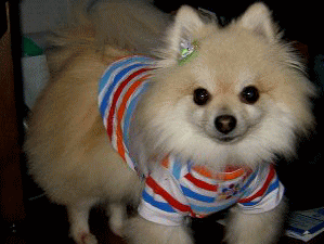 看板犬