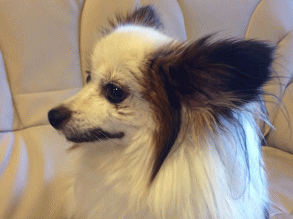 看板犬のパピオン♀