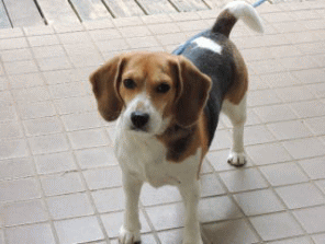 板犬のビーグル（なな♀）ちゃん