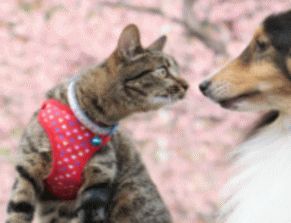 シェットランド・シープドッグ（みかんちゃん♀）猫の「いちご」がお出迎え！