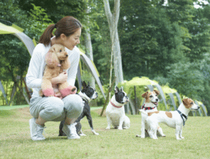 小型犬専用のドッグラン