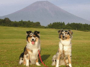 看板犬のオーストラリアン・シェパード（すみれ♀　ゆり♀）・トイプードル が大歓！