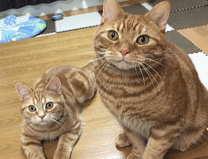 猫に優しいお部屋作りをコンセプトとした部屋