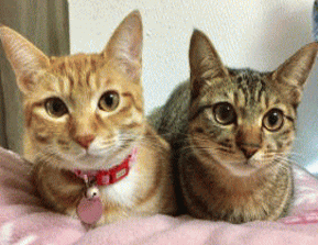 我が家の愛猫「まめ吉（スコティシュ）と「にこ丸（アメショー）」