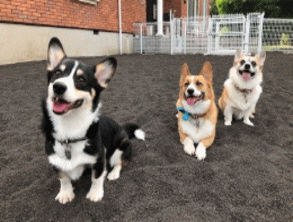 看板犬のコーギー（ほくと・あいこ・ななせ）がお客様をお出迎え！