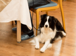 看板犬