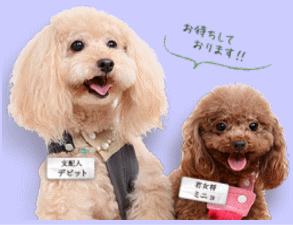 看板犬のトイプードルのデビッド君とティーカッププードルのミニョちゃんがお出迎え！