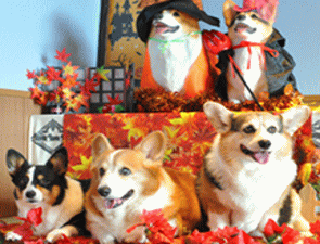 看板犬のコーギー（桃右衛門♂小春桜♀向日葵日和♀）が大歓迎！
