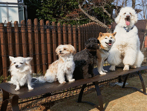 看板犬がお出迎え！