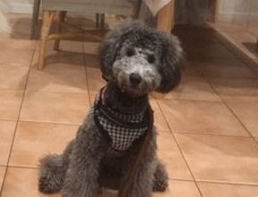 看板犬