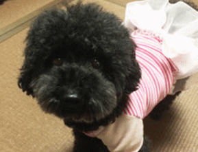 ２代目看板犬「みりん」ちゃん