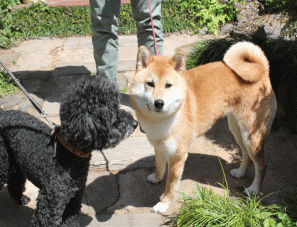 ノエルには黒のミニチュアプードル「ジェリー」君が看板犬