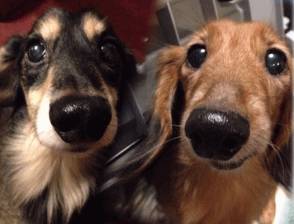 看板犬がお出迎え！