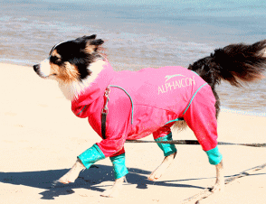 看板犬がお出迎え！