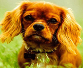 看板犬