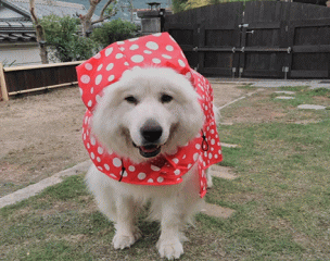 ドッグランで遊ぶ看板犬