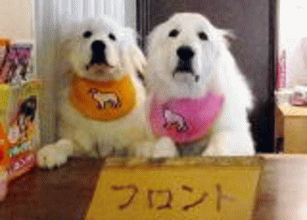 看板犬がフロントでお出迎え！