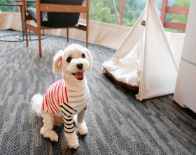 看板犬