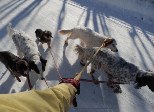 愛犬がお出迎い！