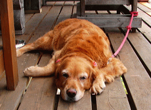 愛犬がお出迎え