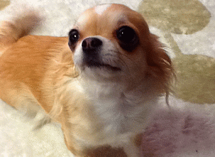 看板犬