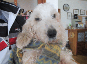 看板犬