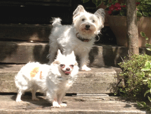 看板犬と看板ネコがお出迎え！