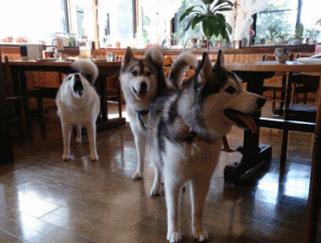 看板犬