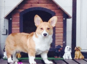 看板犬がお出迎え！